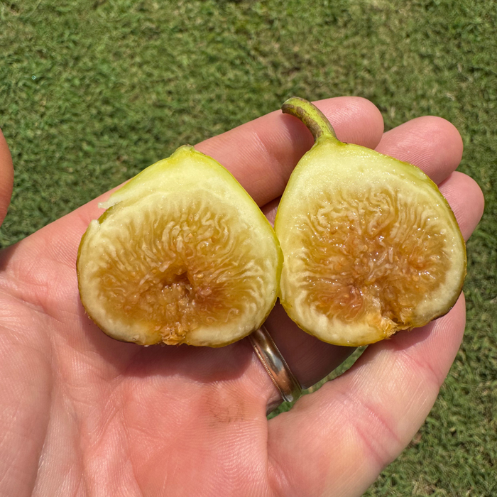Binello Fig Tree from Lazy Dog Farm