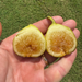 Binello Fig Tree from Lazy Dog Farm