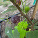 Black Bethlehem Fig Tree from Lazy Dog Farm