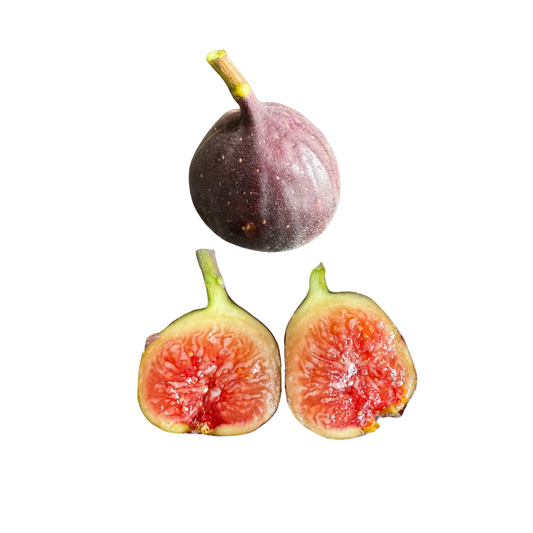 Black Bethlehem Fig Tree from Lazy Dog Farm