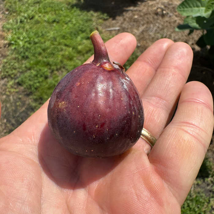 Black Manzanita Fig Tree from Lazy Dog Farm