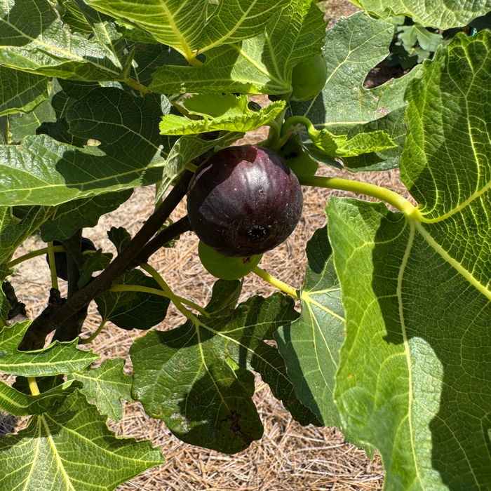 Black Manzanita Fig Tree from Lazy Dog Farm