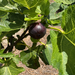 Black Manzanita Fig Tree from Lazy Dog Farm