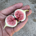 Black Manzanita Fig Tree from Lazy Dog Farm