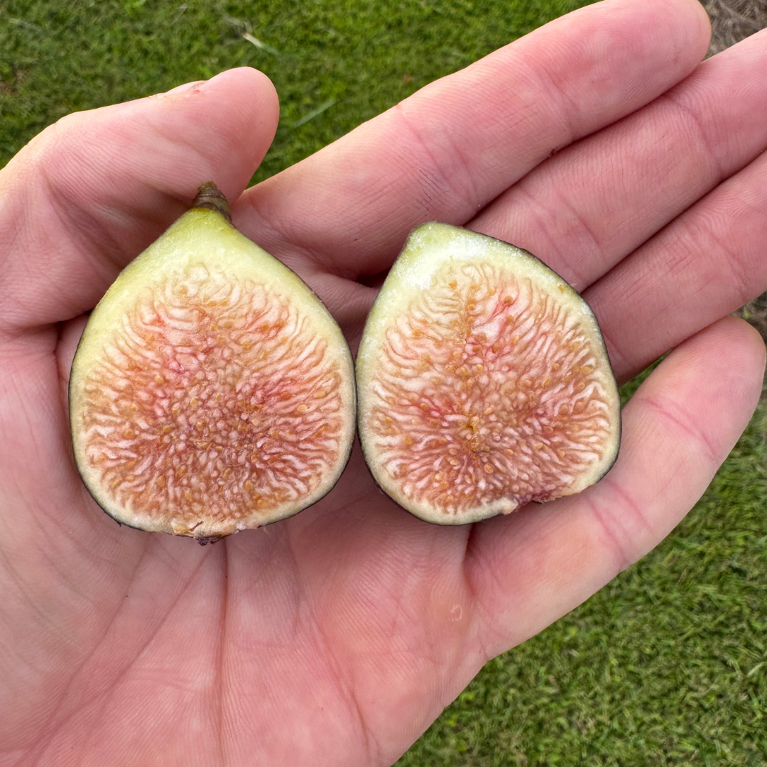 Black Mission Fig Tree from Lazy Dog Farm