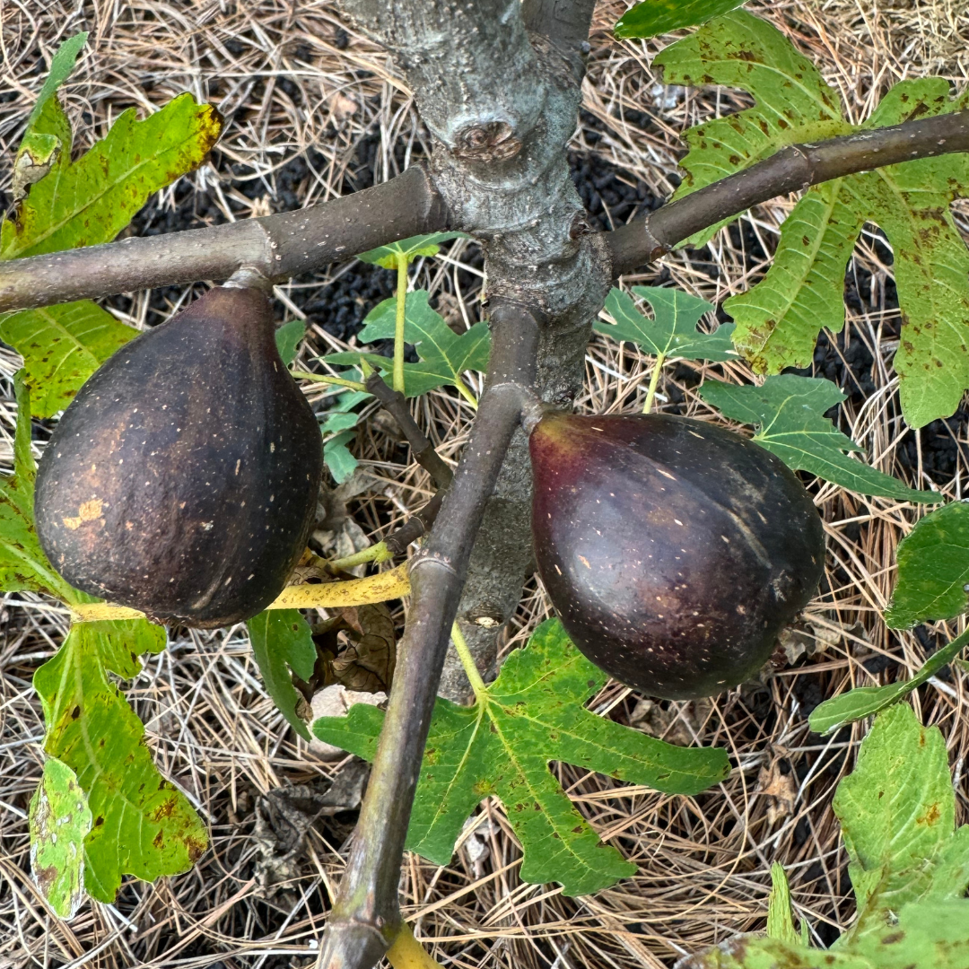 Black Mission Fig Tree from Lazy Dog Farm
