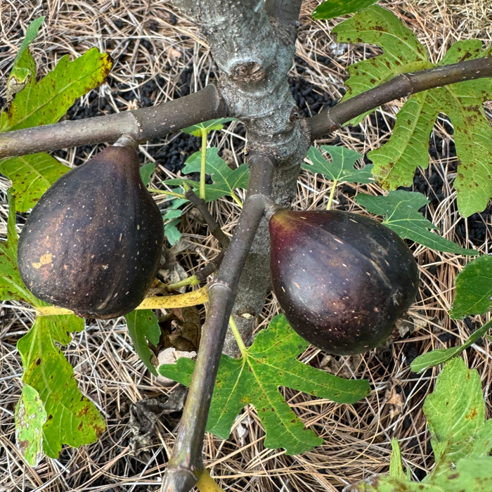 Black Mission Fig Tree from Lazy Dog Farm