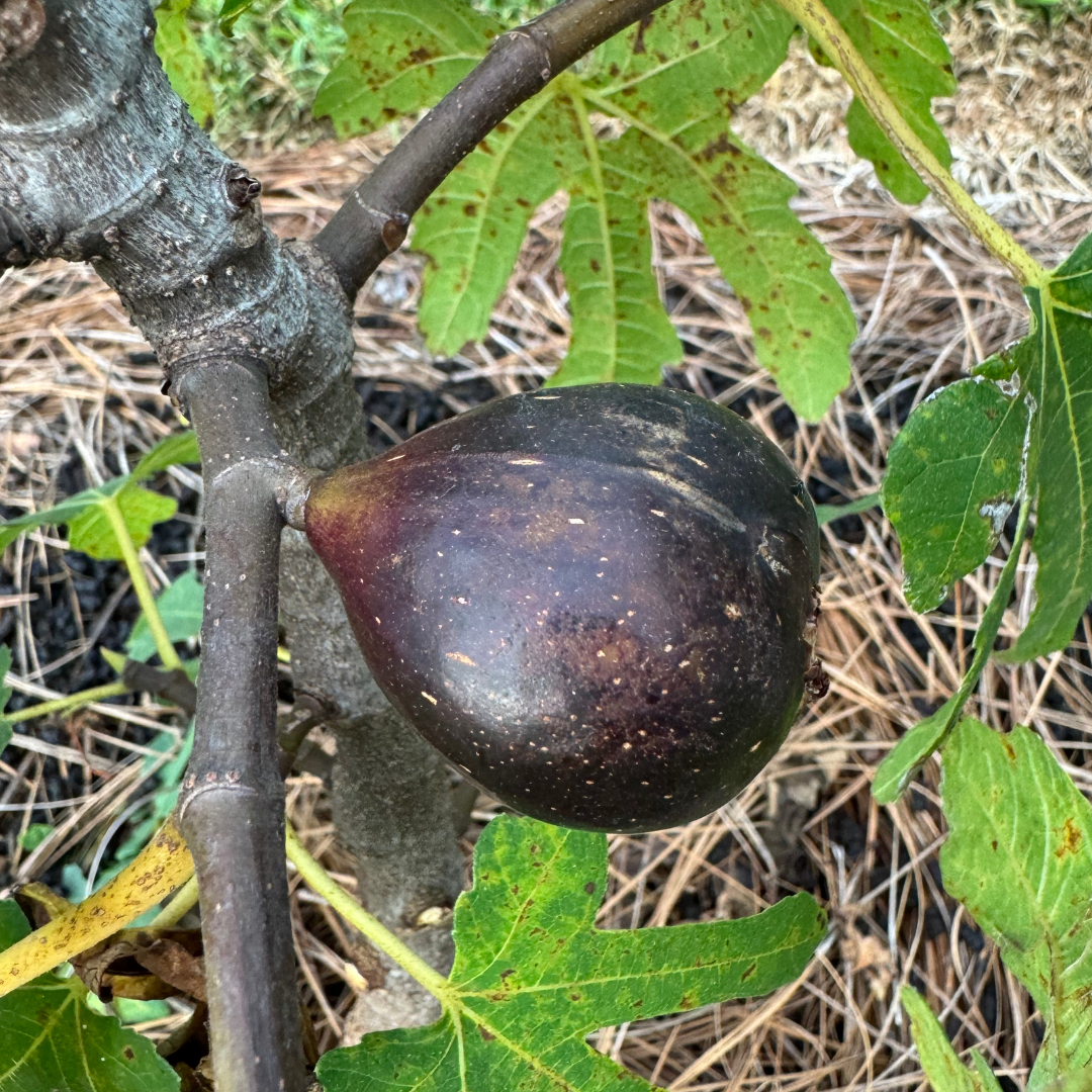 Black Mission Fig Tree from Lazy Dog Farm