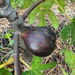 Black Mission Fig Tree from Lazy Dog Farm