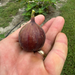 Black Triana Fig Tree from Lazy Dog Farm