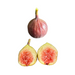 Black Triana Fig Tree from Lazy Dog Farm