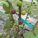 Black Triana Fig Tree from Lazy Dog Farm