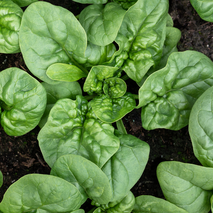 Bloomsdale Spinach Seed from Lazy Dog Farm