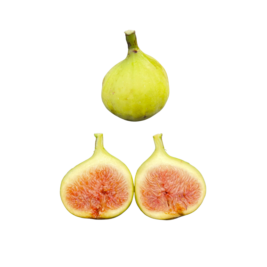 Brooklyn White Fig Tree | Honey-Berry Flavored Figs | Lazy Dog Farm