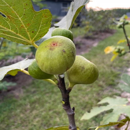 Brooklyn White Fig Tree from Lazy Dog Farm