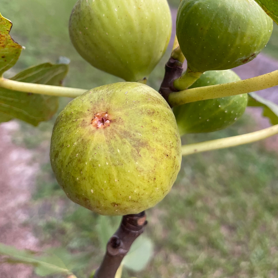 Brooklyn White Fig Tree from Lazy Dog Farm