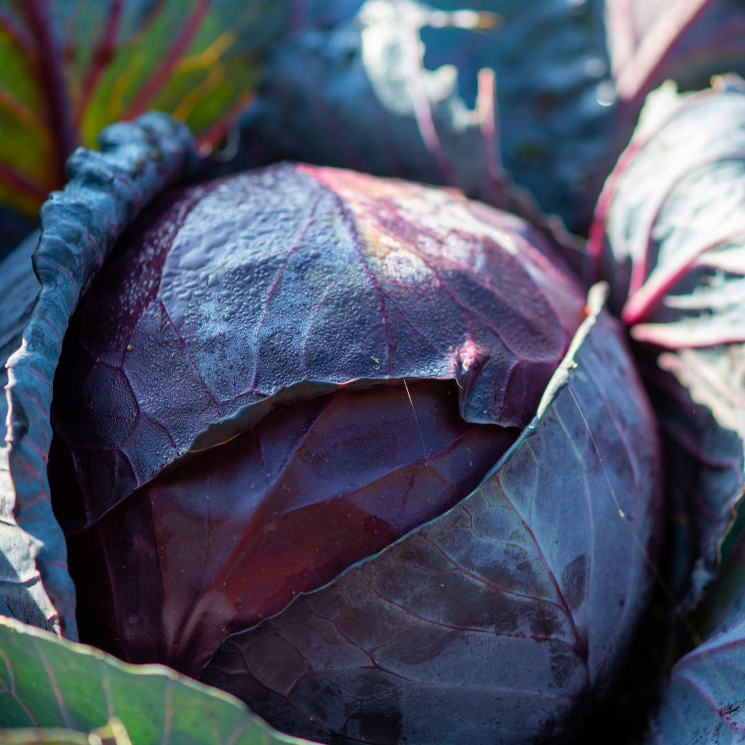 Buscaro Cabbage Seed from Lazy Dog Farm