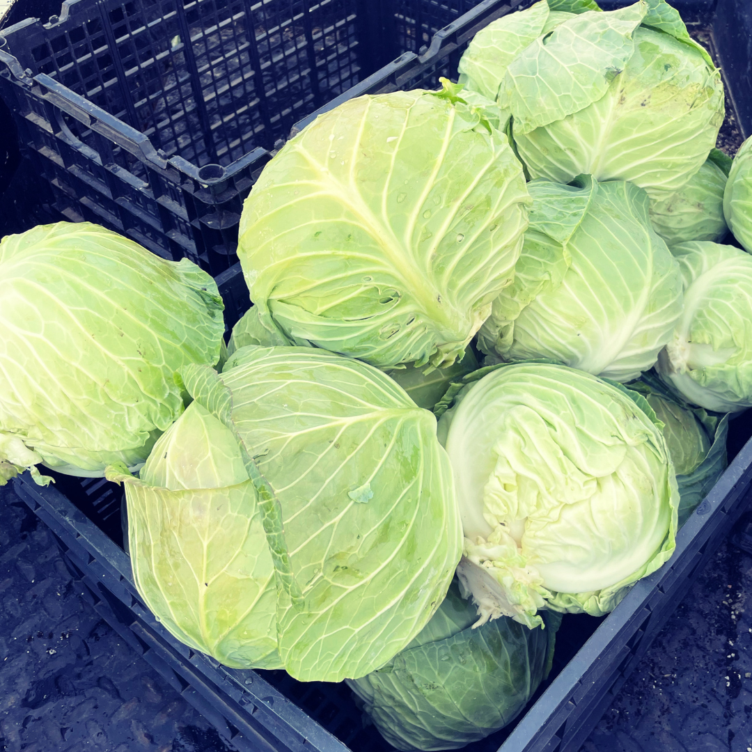 Capture Cabbage Seeds from Lazy Dog Farm