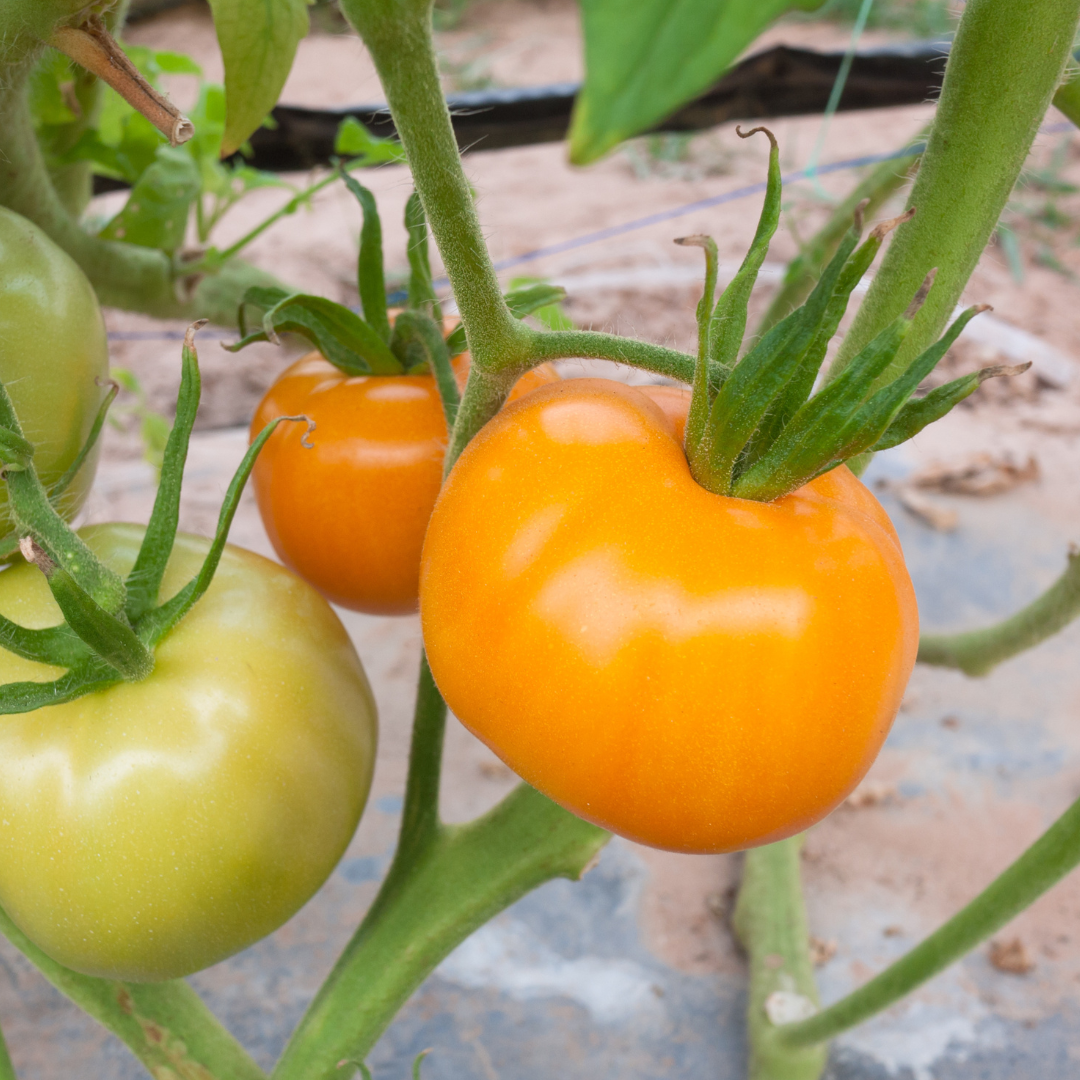 Carolina Gold Tomato Seed