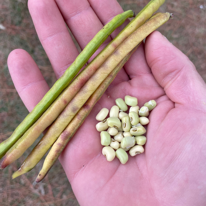  Chackbay Cowpea Seed