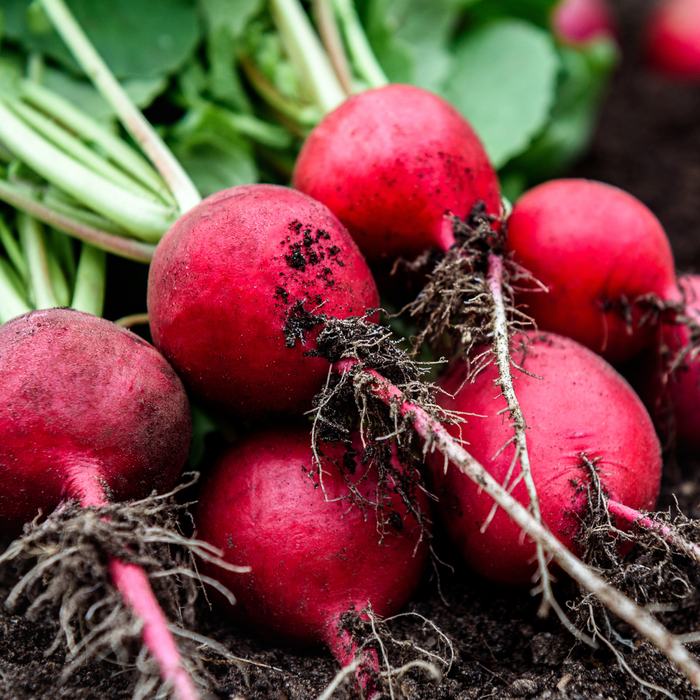 Champion Radish Seed from Lazy Dog Farm