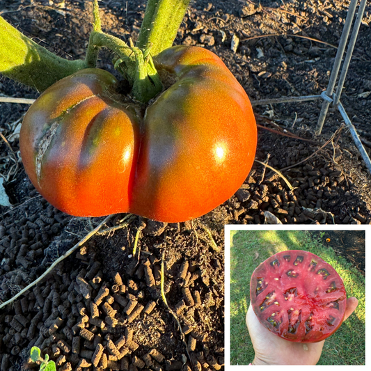 Cherokee Carbon Tomato Seed from Lazy Dog Farm