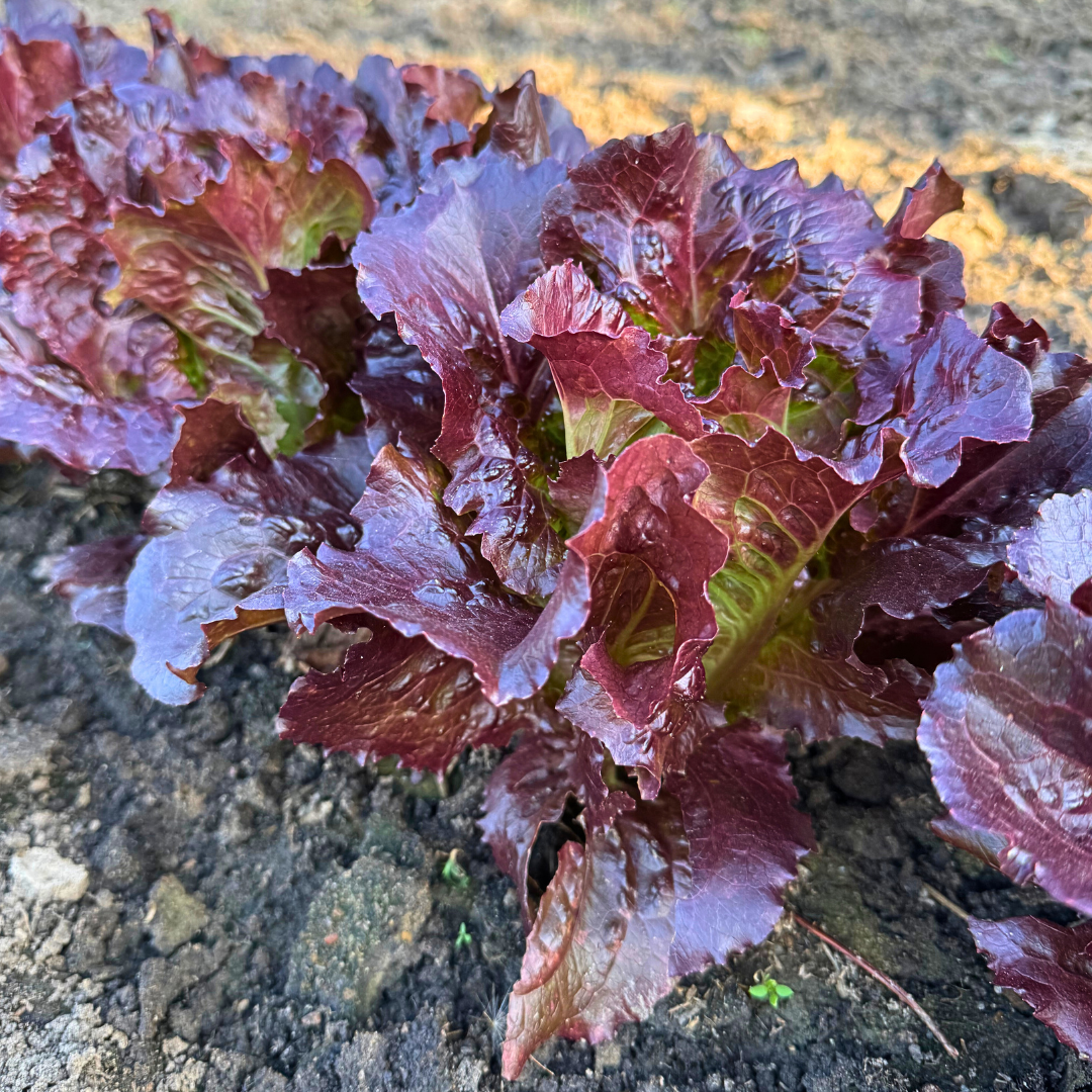 planting leaf lettuce from seed Cherokee Red Lettuce Seed