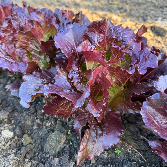 Cherokee Red Lettuce Seed from Lazy Dog Farm