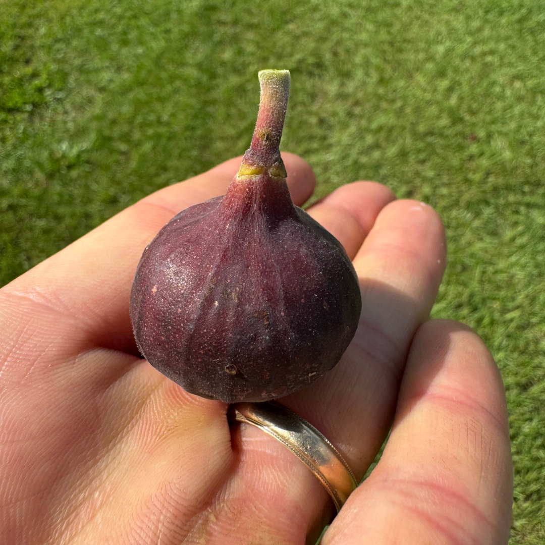 Cherry Cordial Fig Tree from Lazy Dog Farm