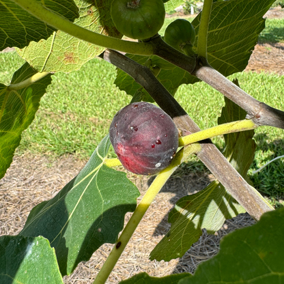 Cherry Cordial Fig Tree from Lazy Dog Farm