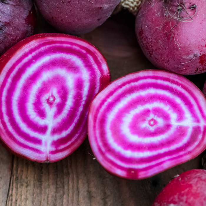Chioggia Beet Seed from Lazy Dog Farm