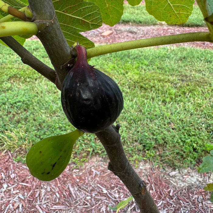Cipolla Fig Tree from Lazy Dog Farm