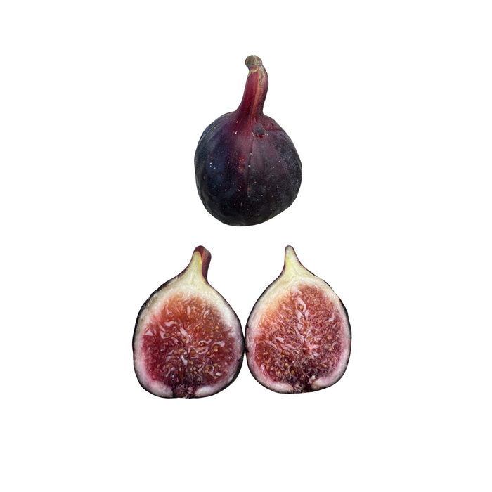 Cipolla Fig Tree from Lazy Dog Farm