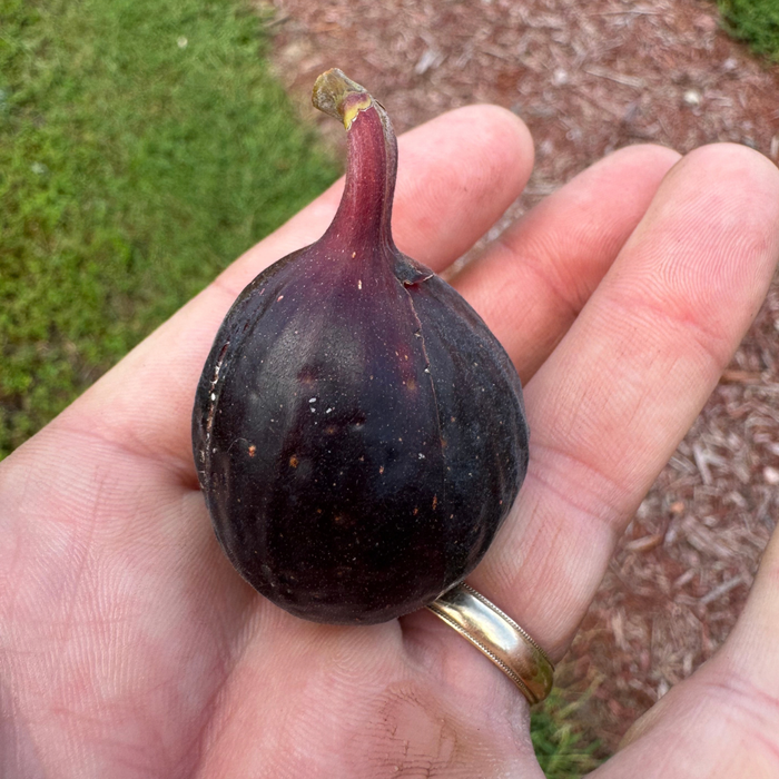 Cipolla Fig Tree from Lazy Dog Farm