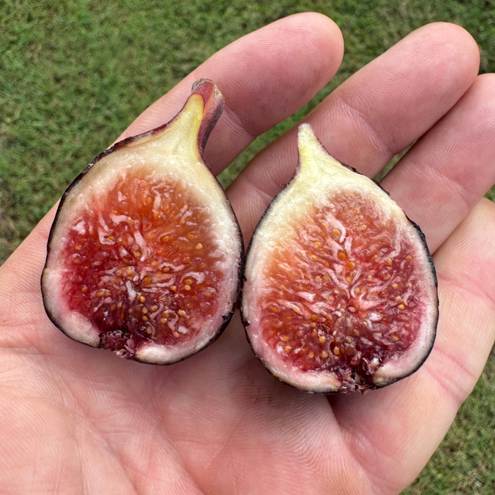 Cipolla Fig Tree from Lazy Dog Farm