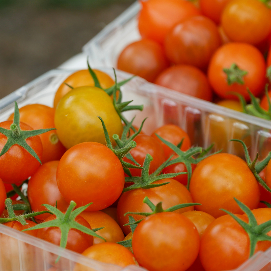 Citrine Cherry Tomato Seed from Lazy Dog Farm