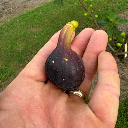 Col de Dame Noir Fig Tree from Lazy Dog Farm