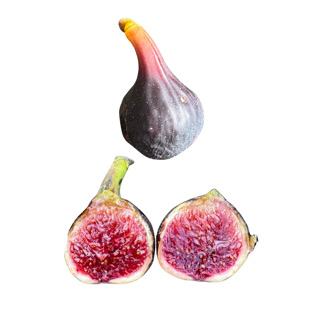 Col de Dame Noir Fig Tree from Lazy Dog Farm
