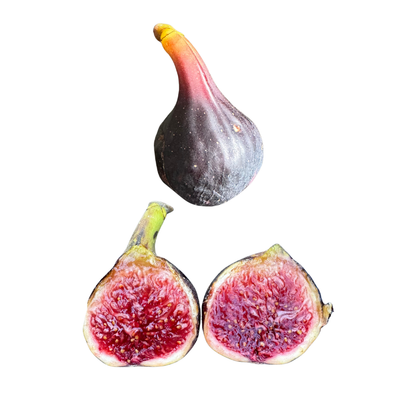 Col de Dame Noir Fig Tree from Lazy Dog Farm