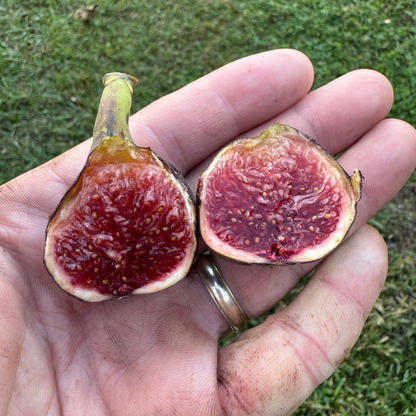 Col de Dame Noir Fig Tree from Lazy Dog Farm