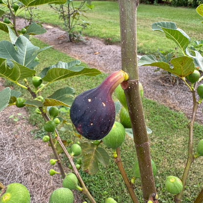 Col de Dame Noir Fig Tree from Lazy Dog Farm