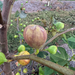Coll de Dama Ciutat Fig Tree from Lazy Dog Farm