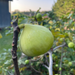 Conadria Fig Tree from Lazy Dog Farm