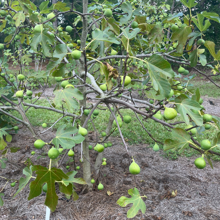 Conadria Fig Tree from Lazy Dog Farm
