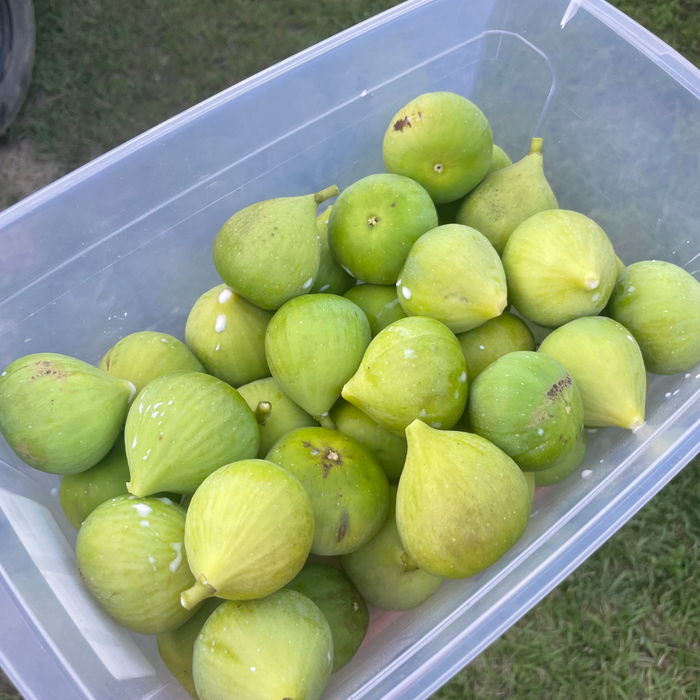 Conadria Fig Tree from Lazy Dog Farm