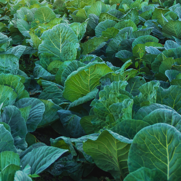 Crawford Collard Seed from Lazy Dog Farm