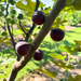 Dark Portuguese Fig Tree from Lazy Dog Farm
