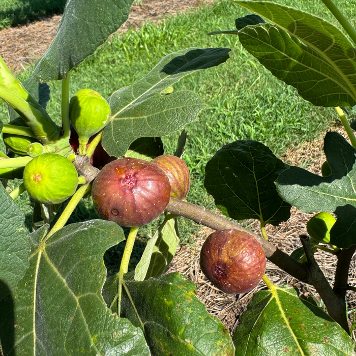 Dark Portuguese Fig Tree from Lazy Dog Farm