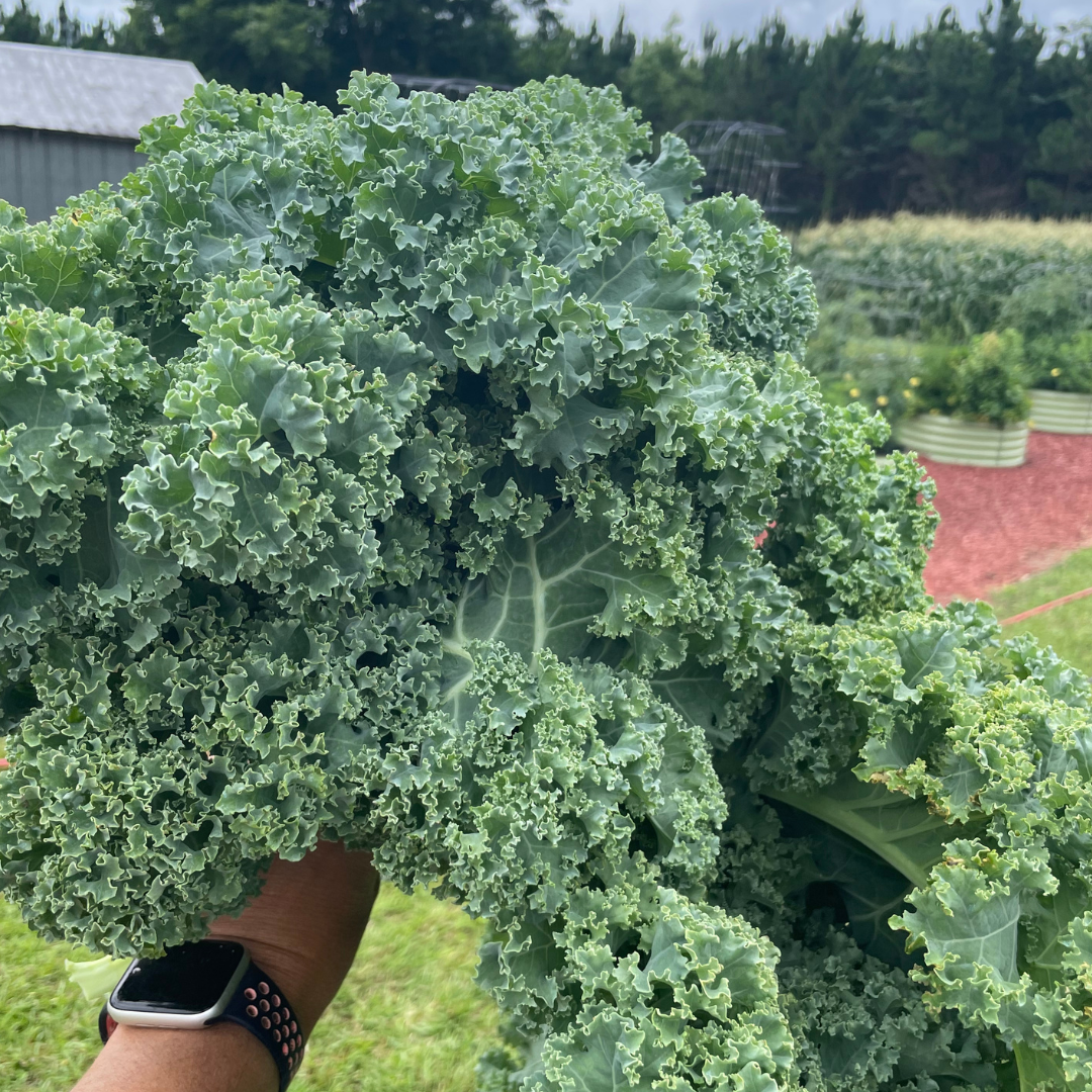 Darkibor Kale Seed from Lazy Dog Farm