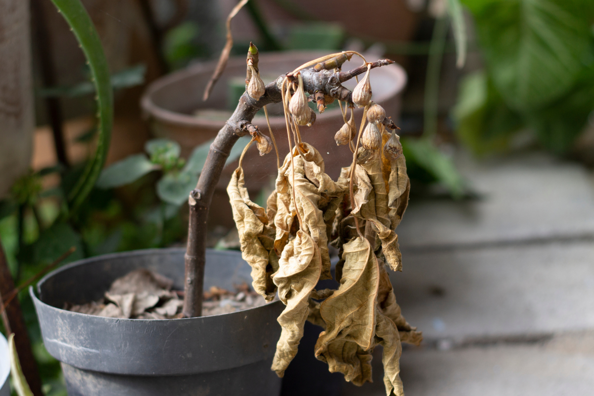What If My Fig Tree Dies?